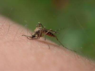 West Nile virus discovered in New Orleans_lowres