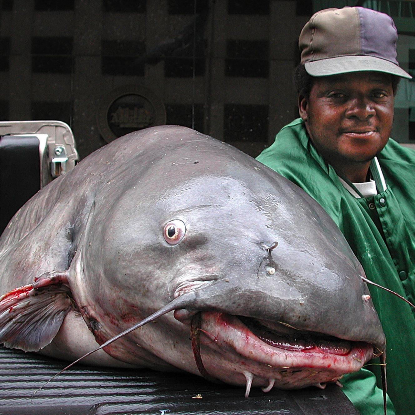 High Mississippi River Means Primetime Catfishing Sports