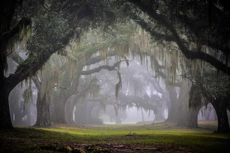 Greenwood Oak Alley