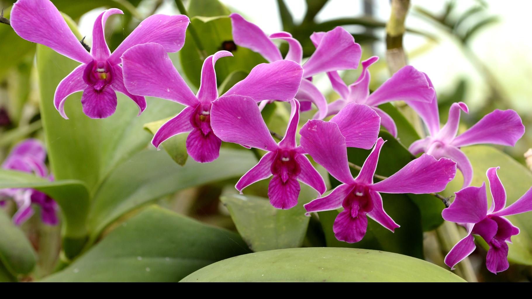 Dr Terry Rehn Shows How The Royal Family Of Plants Can Thrive Even Without A Castle Home Garden Theadvocate Com