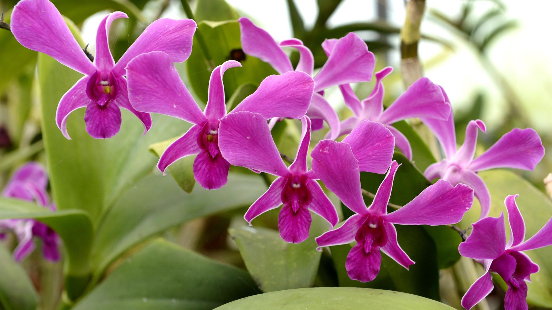 Dr Terry Rehn Shows How The Royal Family Of Plants Can Thrive Even Without A Castle Home Garden Theadvocate Com