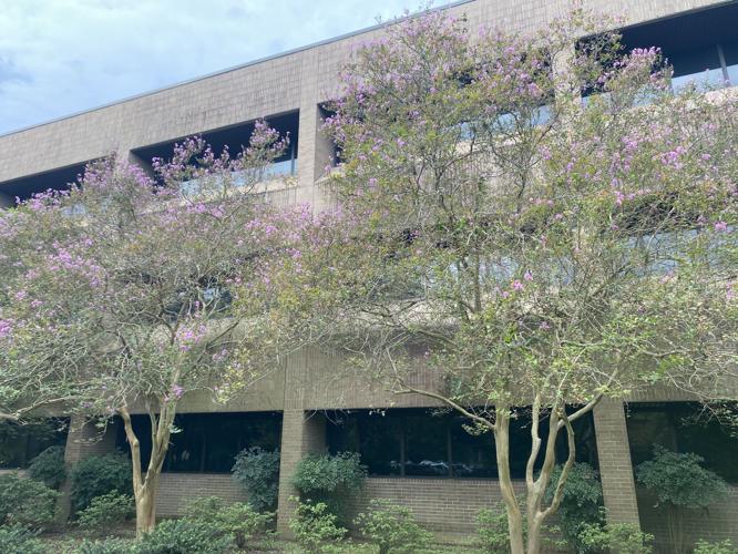 Leaf spots and dots? It must be Cercospora: LSU Garden News ...