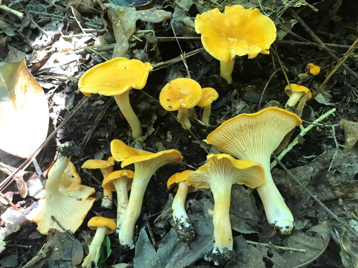 Mushroom Hike Turns Up All Kinds Of Fungi Some Of Which Are Quite Delicious Entertainment Life Theadvocate Com