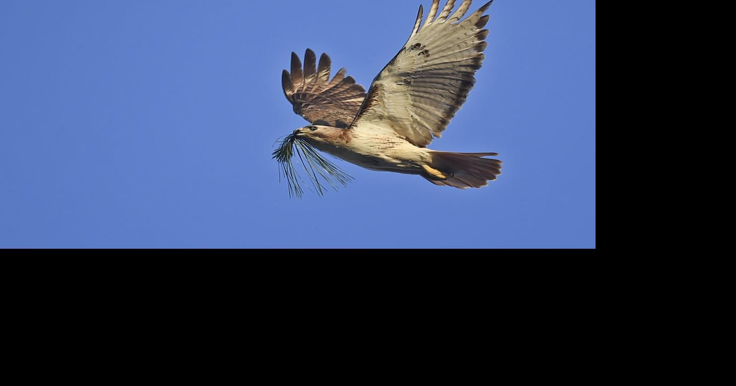 Confessions of a Louisiana hawk-watcher