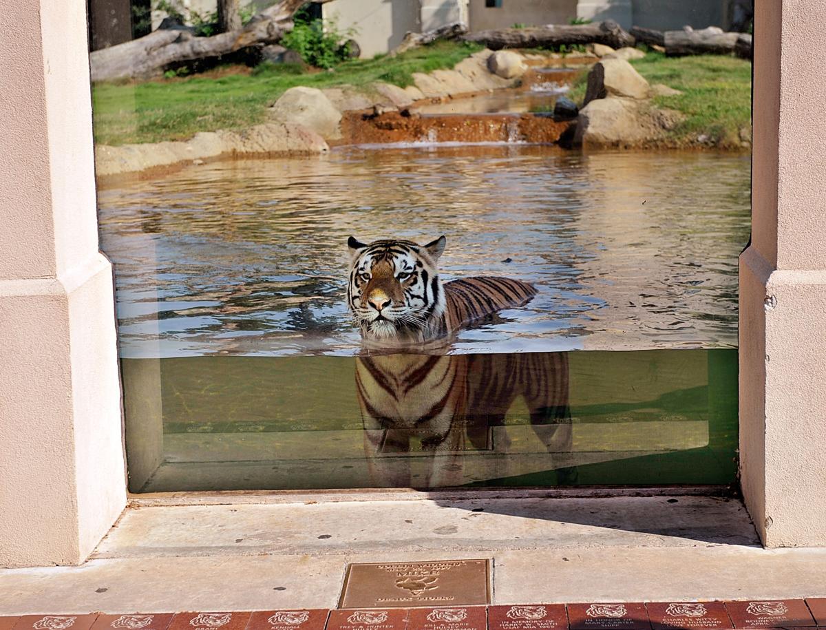 Our favorite Mike the Tiger photos, from scaring opponents in Tiger