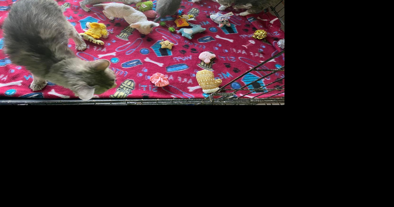 Rescue Alliance opens new center for adoptable cats, pet food bank