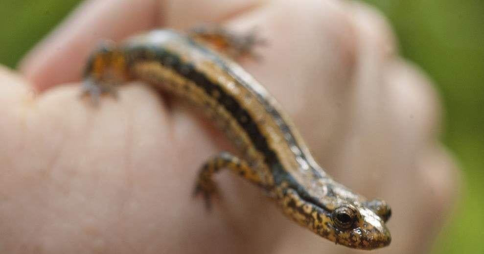 In springtime Louisiana, nature often crosses the threshold