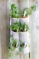 How to plant an edible fall garden