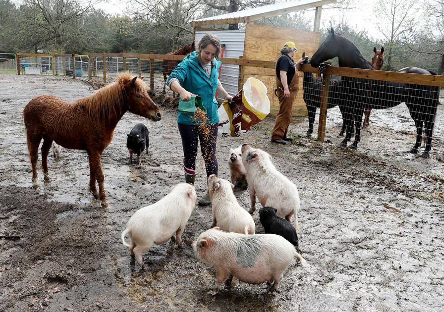 'It's hard' to say no Unwanted, abused animals with no place to go