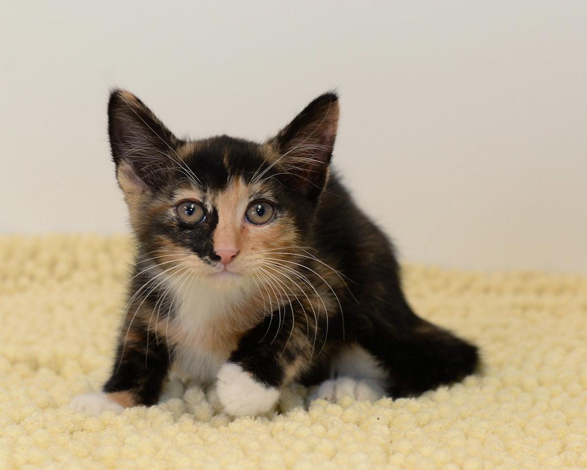 Cats Available Through Cat Haven Of Greater Baton Rouge On May 2