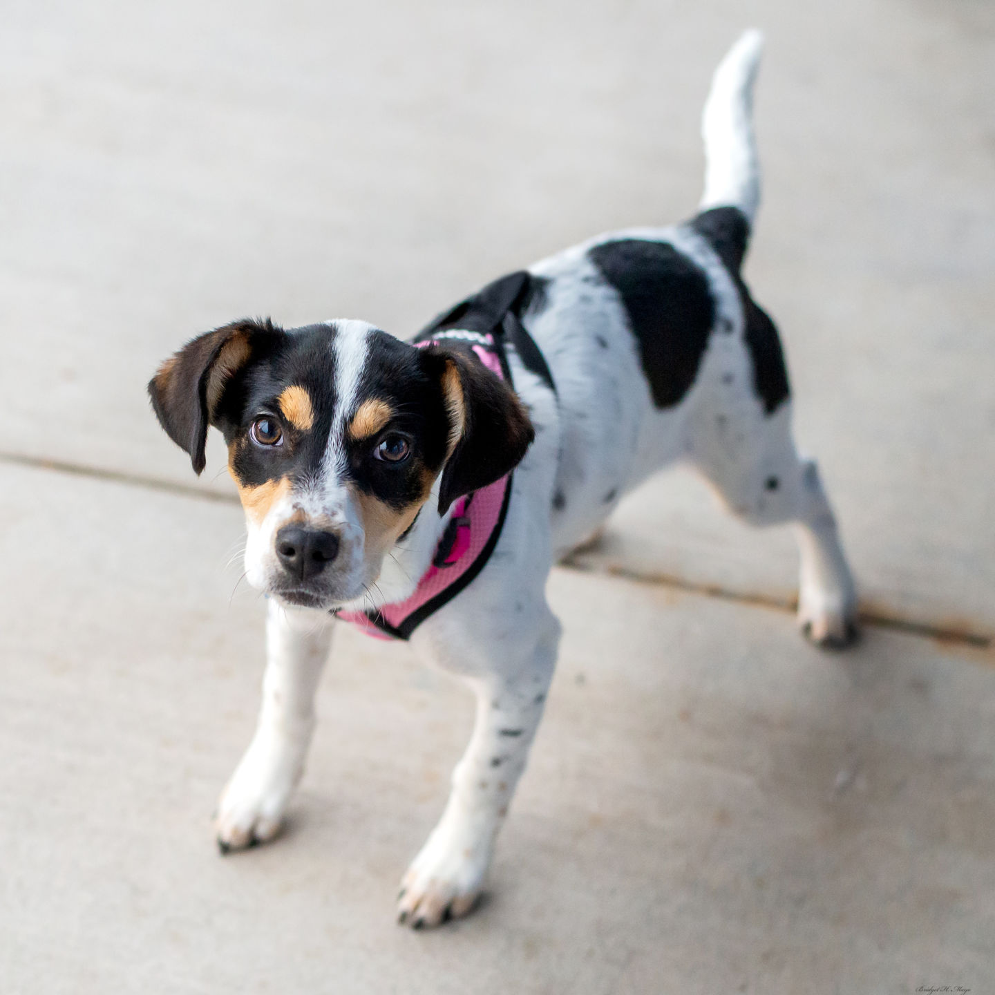 rat terrier beagle mix