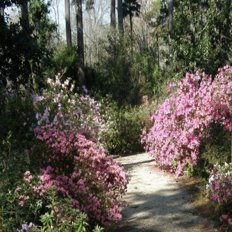 Variety Of Azaleas Recommended For Landscapes Entertainment Life