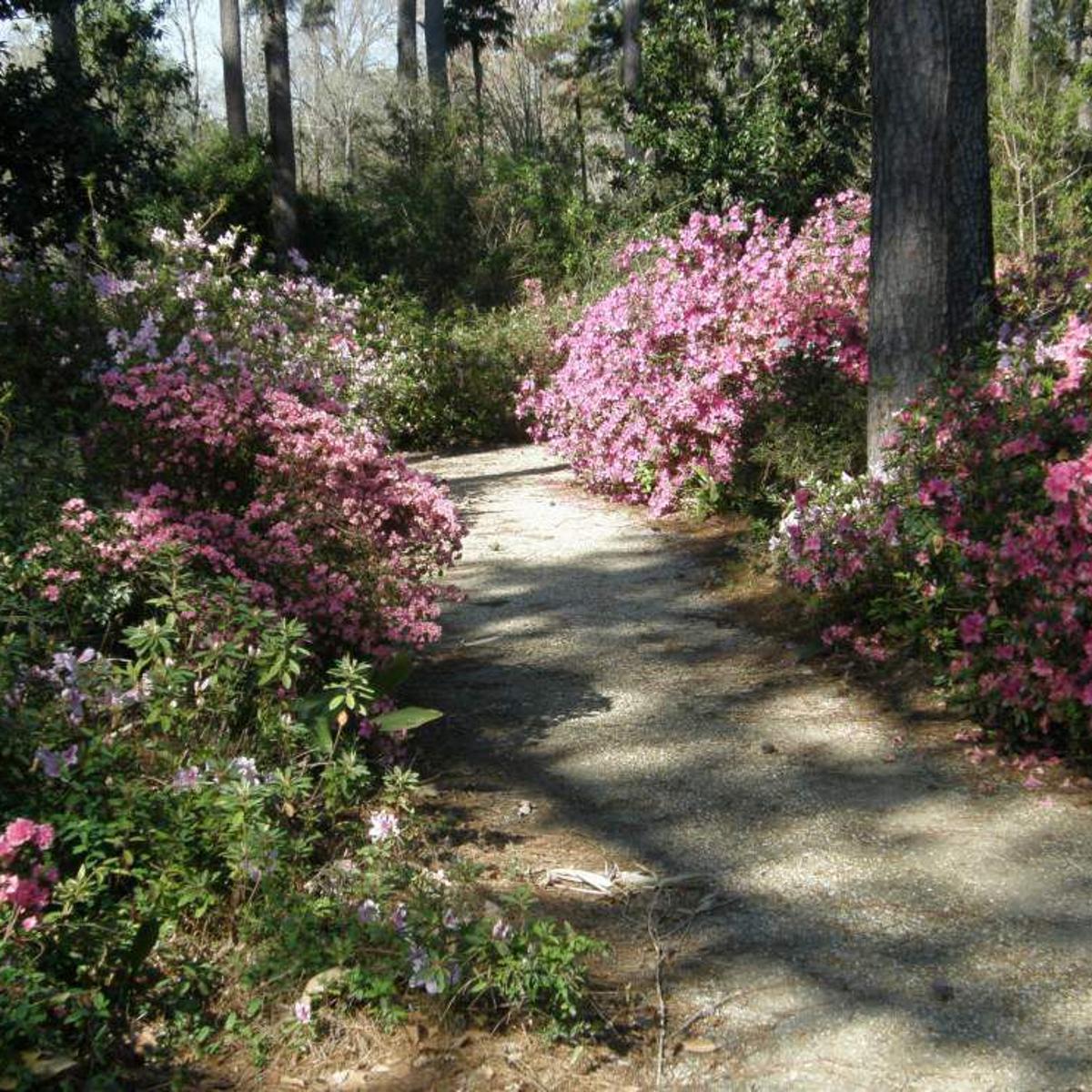 Variety Of Azaleas Recommended For Landscapes Entertainment Life Theadvocate Com
