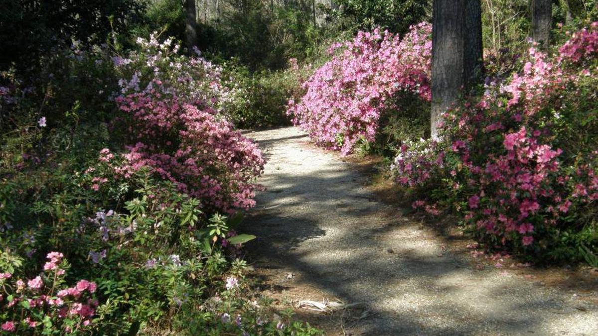 Variety Of Azaleas Recommended For Landscapes Entertainment Life Theadvocate Com,Virginia Creeper Poison Ivy Plant 5 Leaves