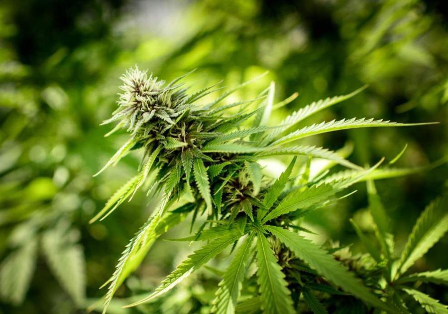 the various medical uses of marijuana the various medical uses of marijuana