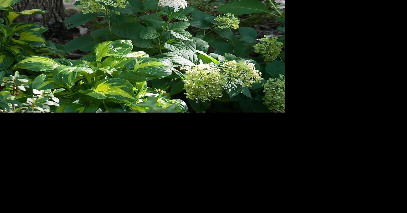 Creole seasoning in the garden can be a recipe for disaster. Use plain cayenne instead.