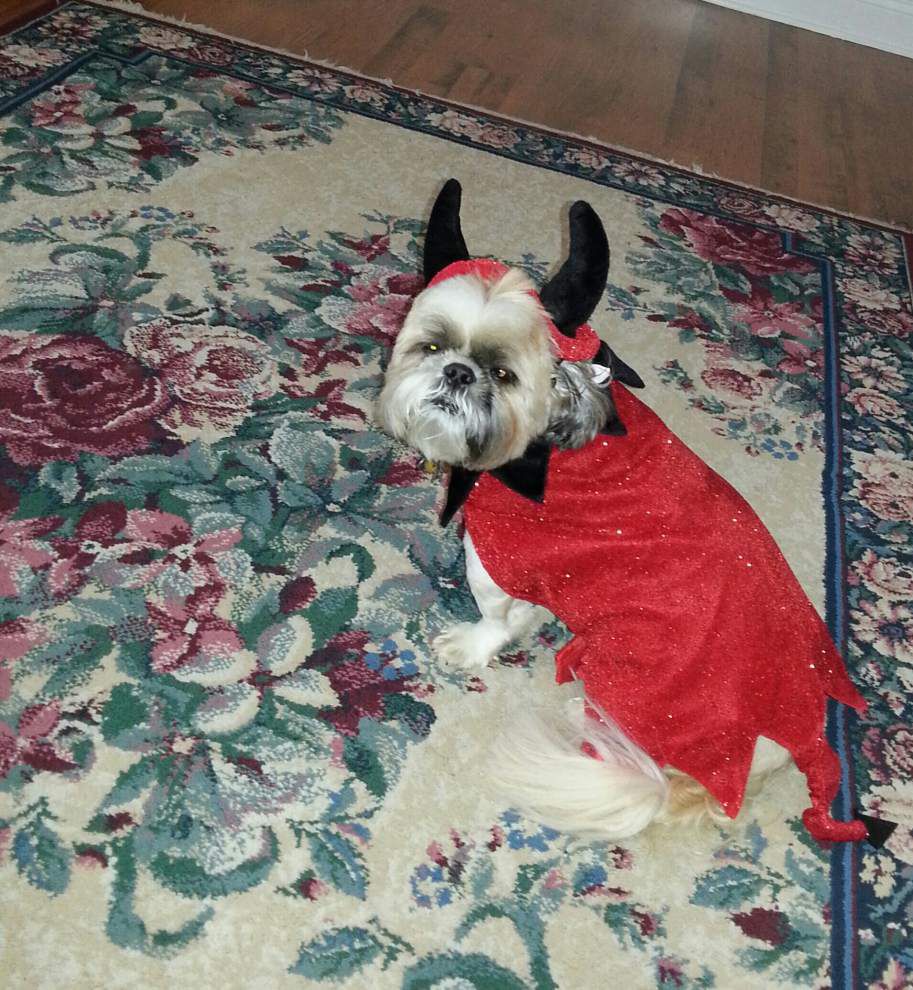 Halloween Unleashed: These furry friends trade a trick for a treat on Halloween _lowres