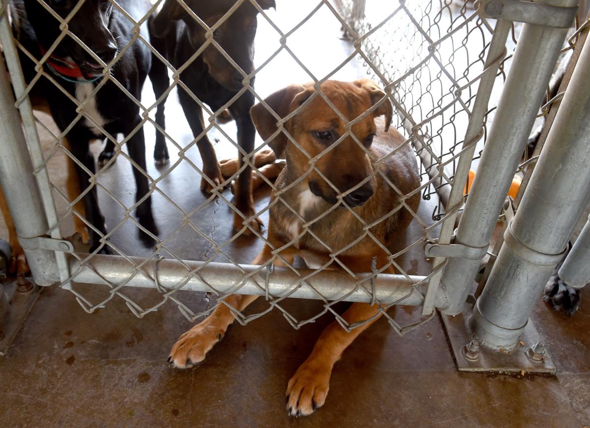 Like Their Long Lost Child Livingston Shelter Works To Reunite Pets With Owners Louisiana Flood 2016 Theadvocate Com