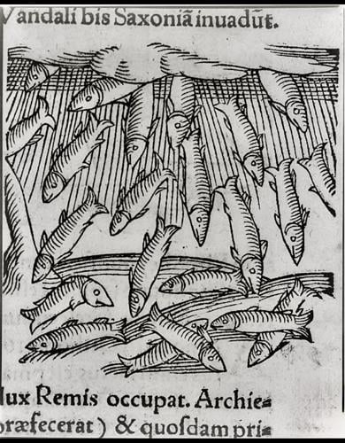 raining fish 1