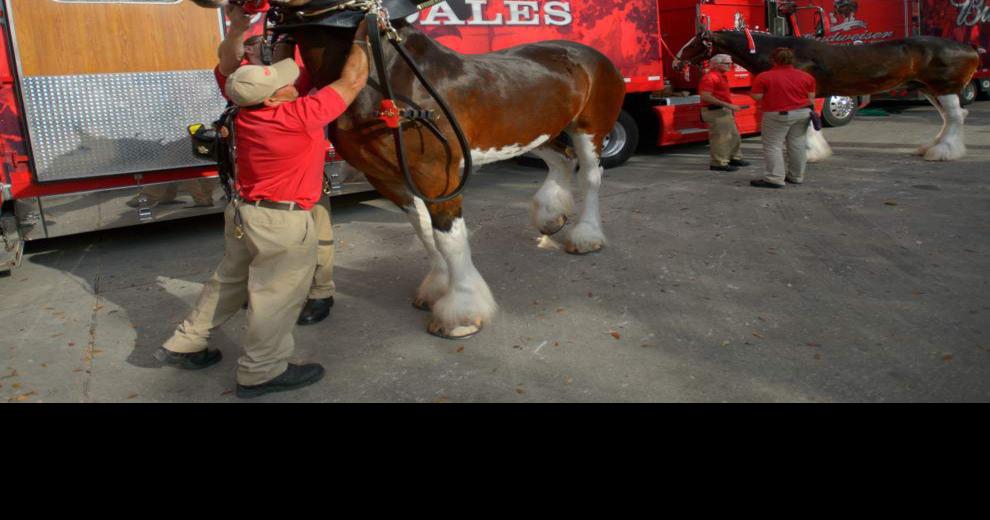 Where you can see the Clydesdales this Mardi Gras Entertainment Life