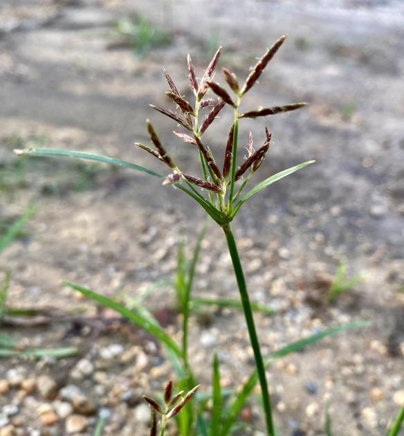 LSU Garden News: Sedges are tough nuts to crack | Home/Garden LSU Garden News: Sedges are tough nuts to crack | Home/Garden