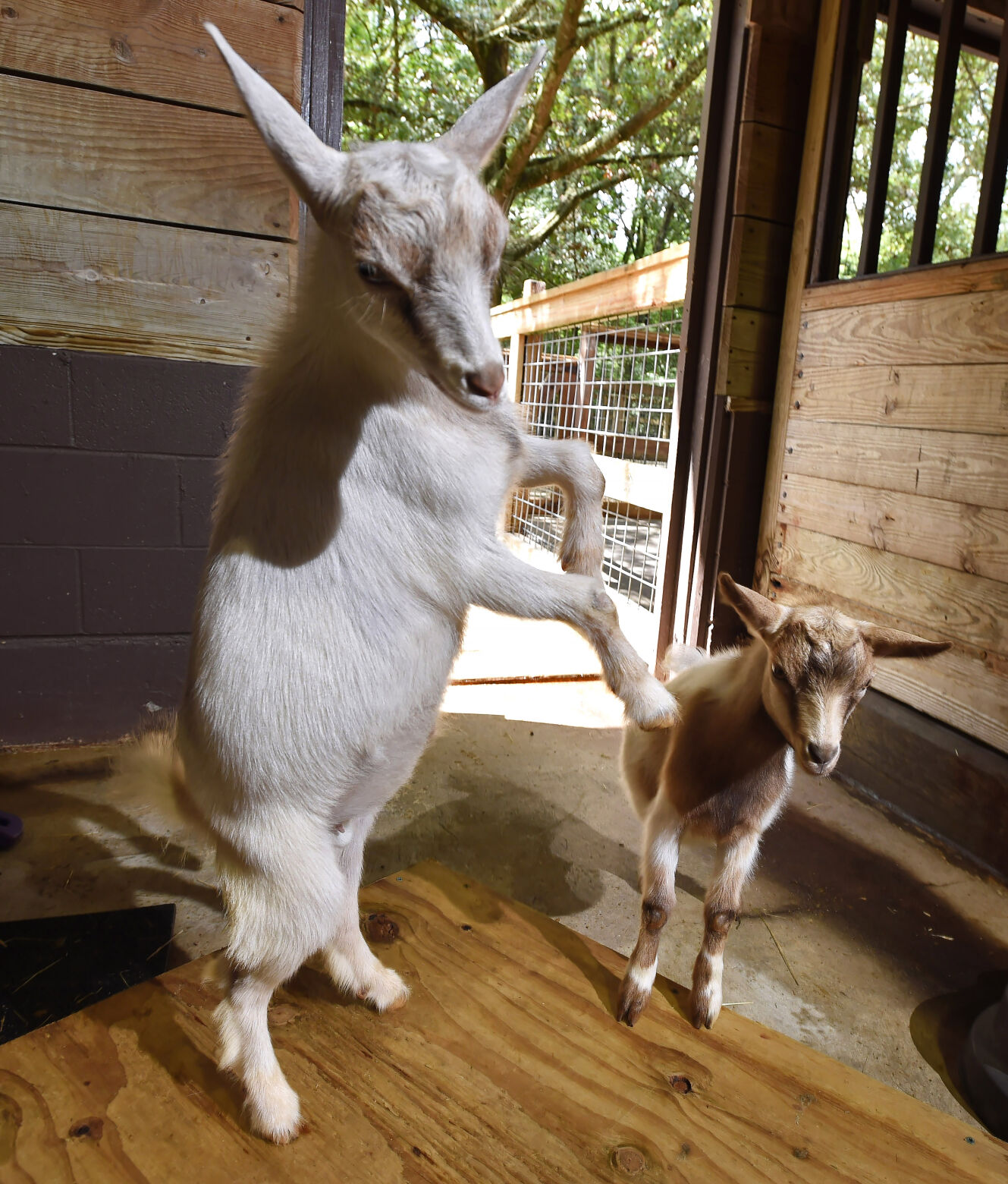 Domestic Goat  BREC's Baton Rouge Zoo