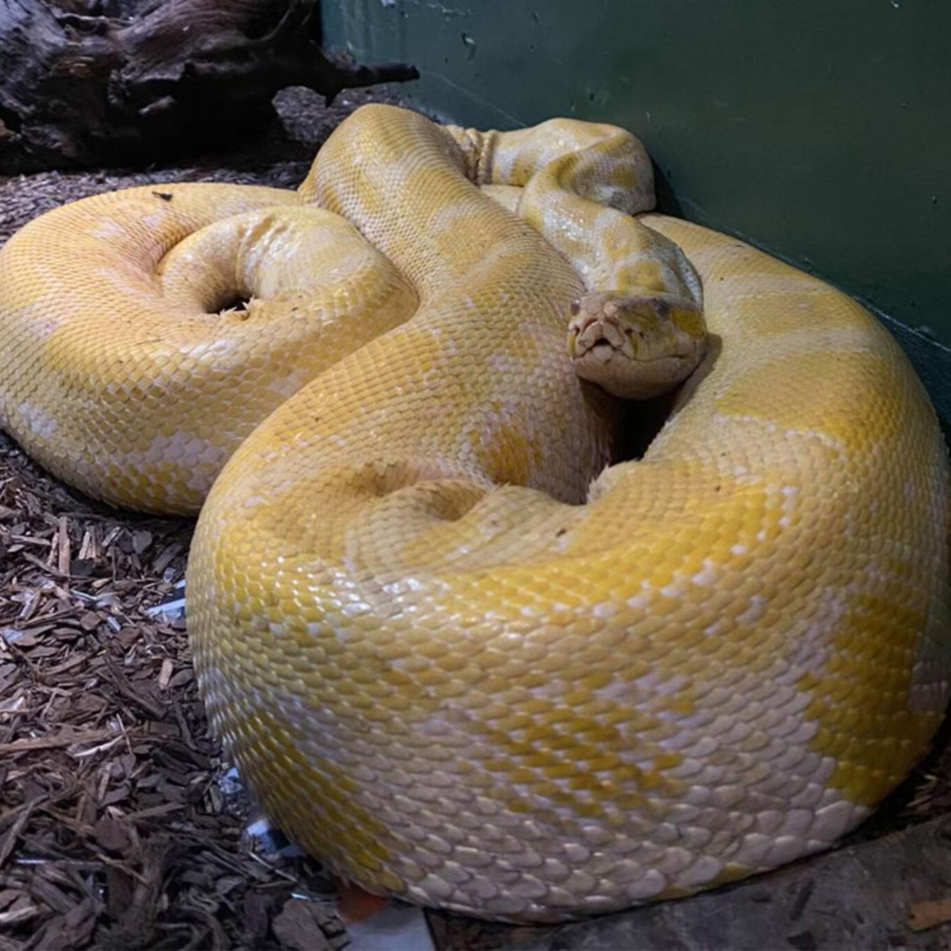 A 12 Foot Python Is Missing At The Mall Of Louisiana Here S What The Internet Thinks About That News Theadvocate Com A 12 Foot Python Is Missing At The Mall Of Louisiana Here S What The Internet Thinks About That News Theadvocate Com