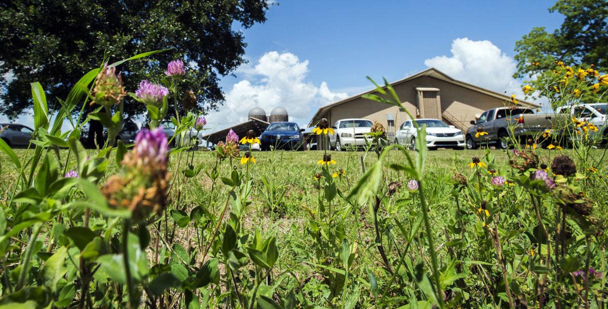 Wildflower 'seed bank' to brighten Louisiana's highways with colorful