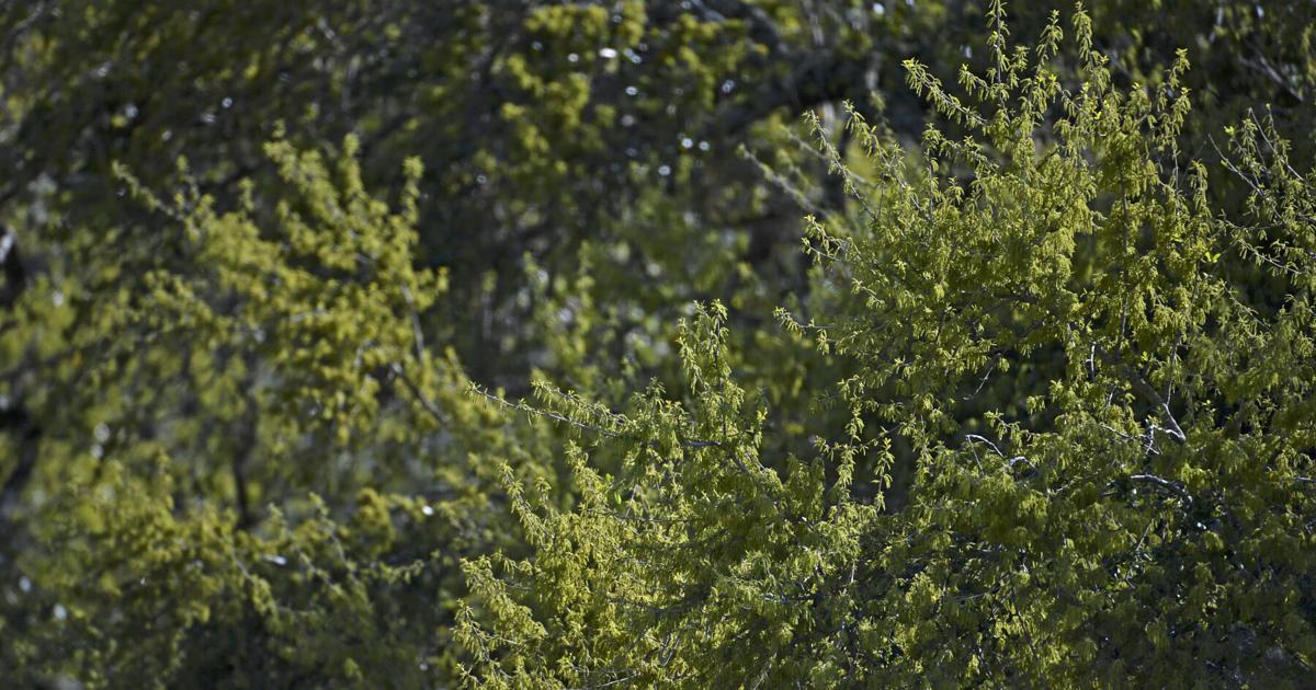 10 tips to help survive allergy season in Louisiana | Entertainment/Life