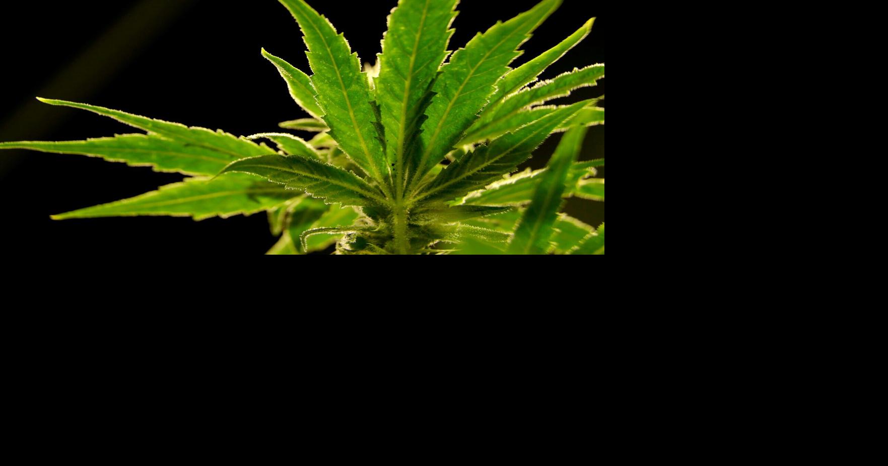 Quin Hillyer: Supreme Court rightly shoots down gun-marijuana law, wrongful arrest