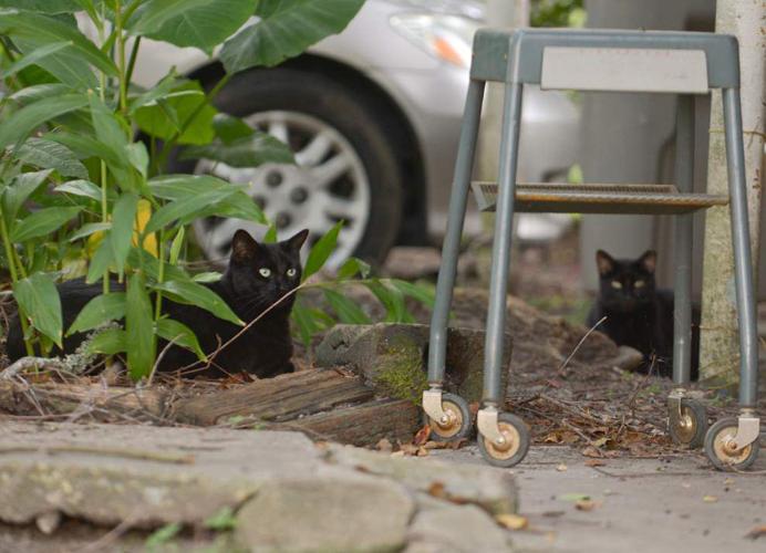 Stray cats to get second chance on Baton Rouge’s streets News