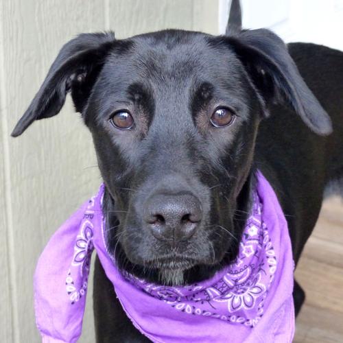 Baton Rouge dogs available for adoption on Oct. 20, 2016 Mid City