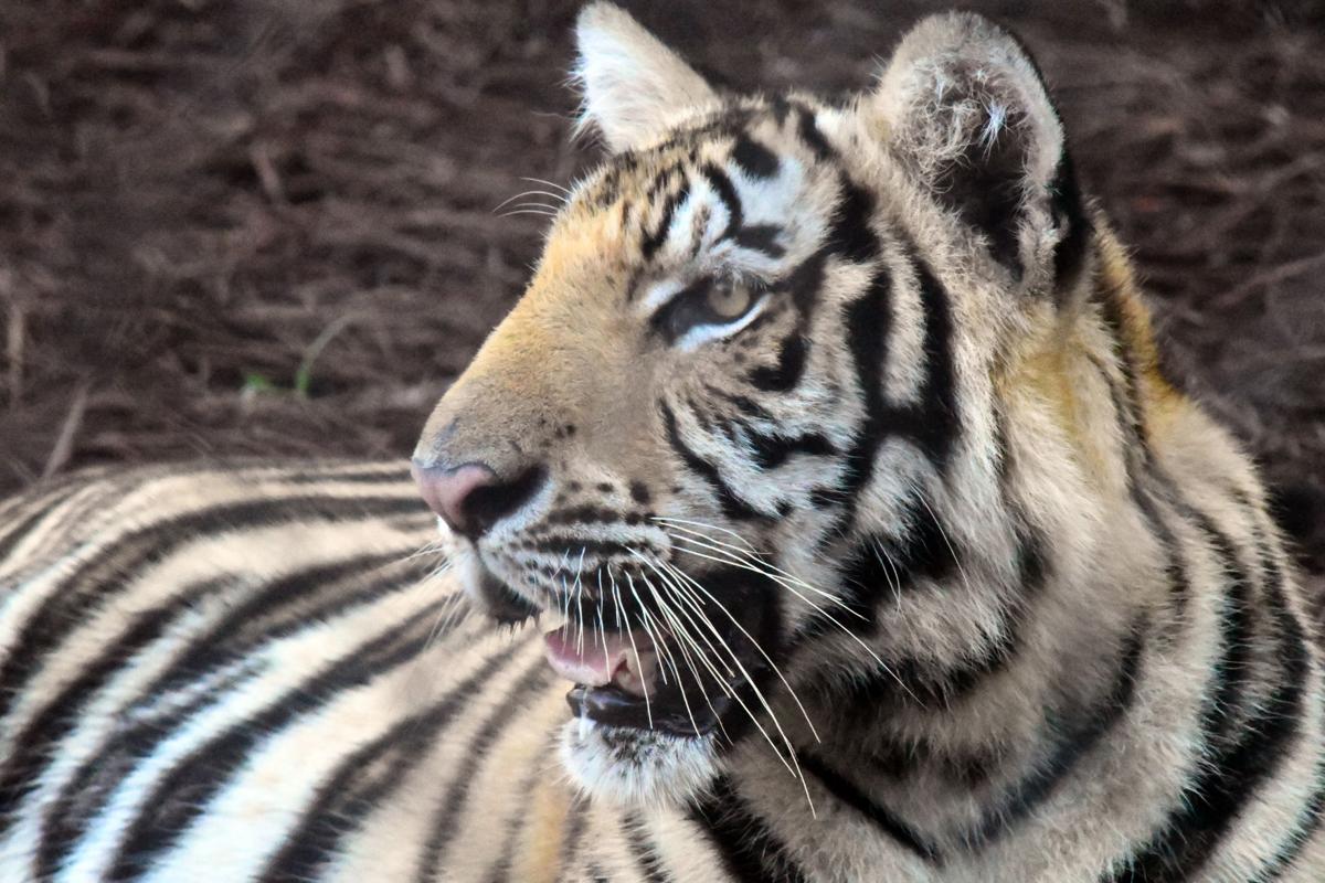 Mike VII 872.JPG