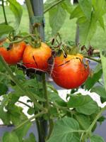 How to do battle with backyard bugs, from fleas to aphids to roaches