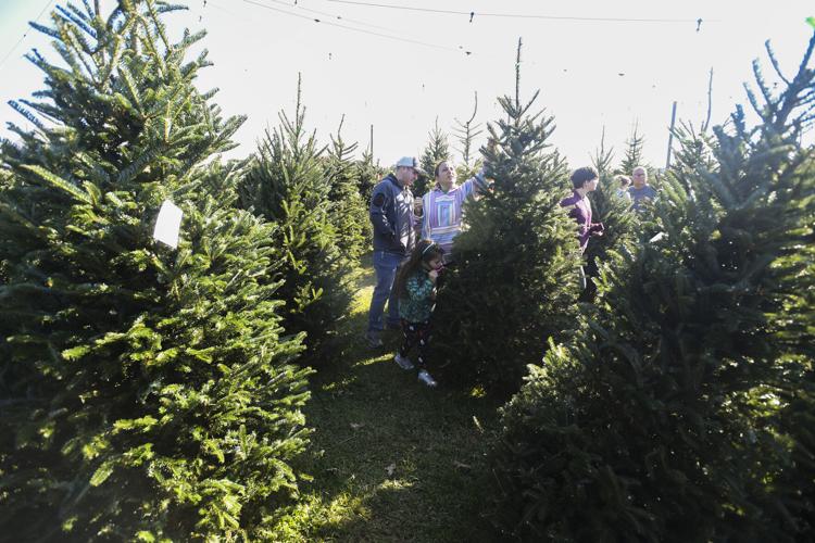 North Carolina Christmas trees hit Lafayette, Louisiana | News ...