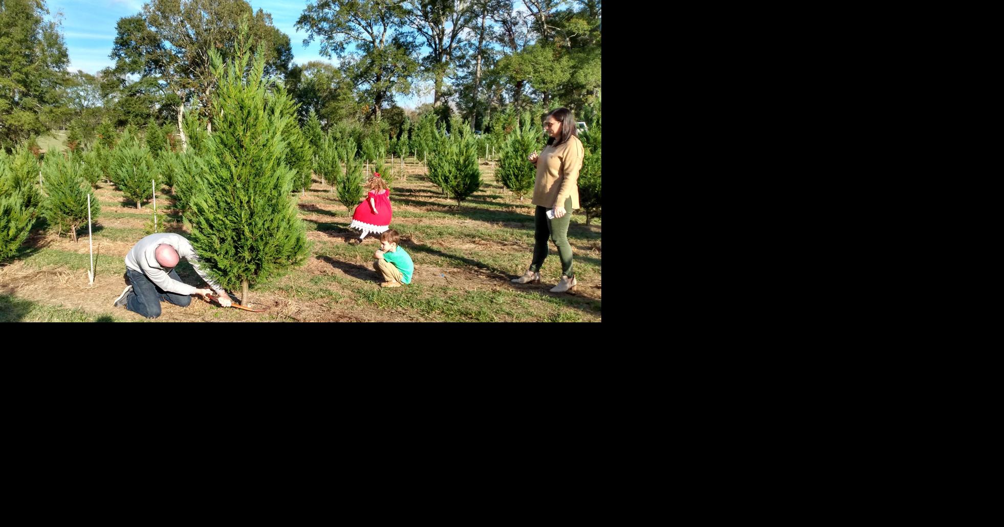 Ethel farm offers variety of fresh chooseandcut Christmas trees