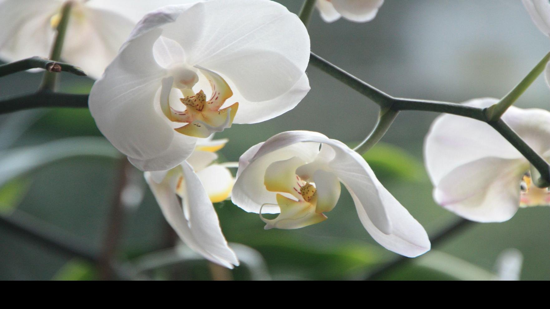 Garden News Orchids Are Found Everywhere In Every Color Shape And Size Home Garden Theadvocate Com