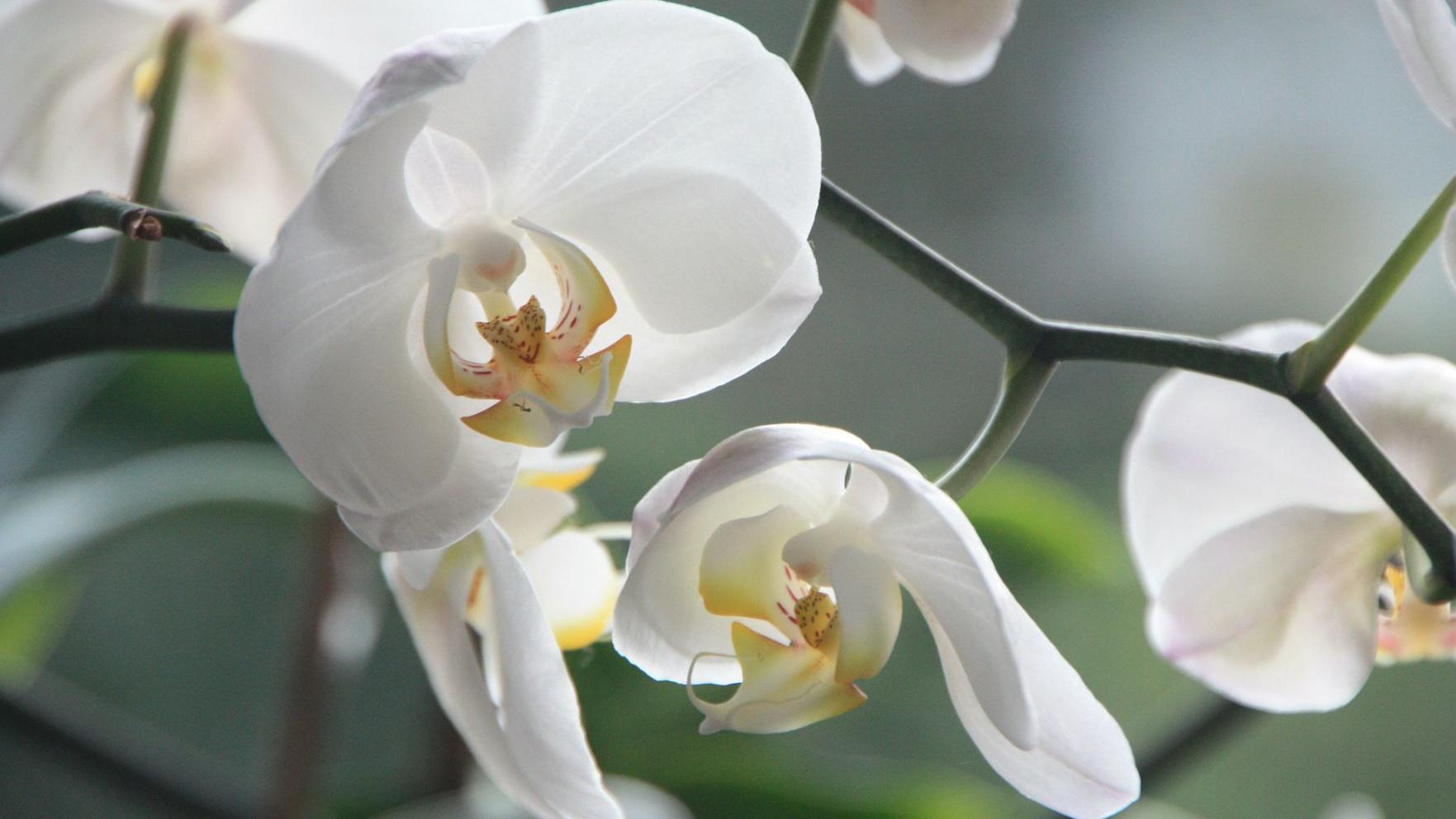 Garden News Orchids Are Found Everywhere In Every Color Shape And Size Home Garden Theadvocate Com