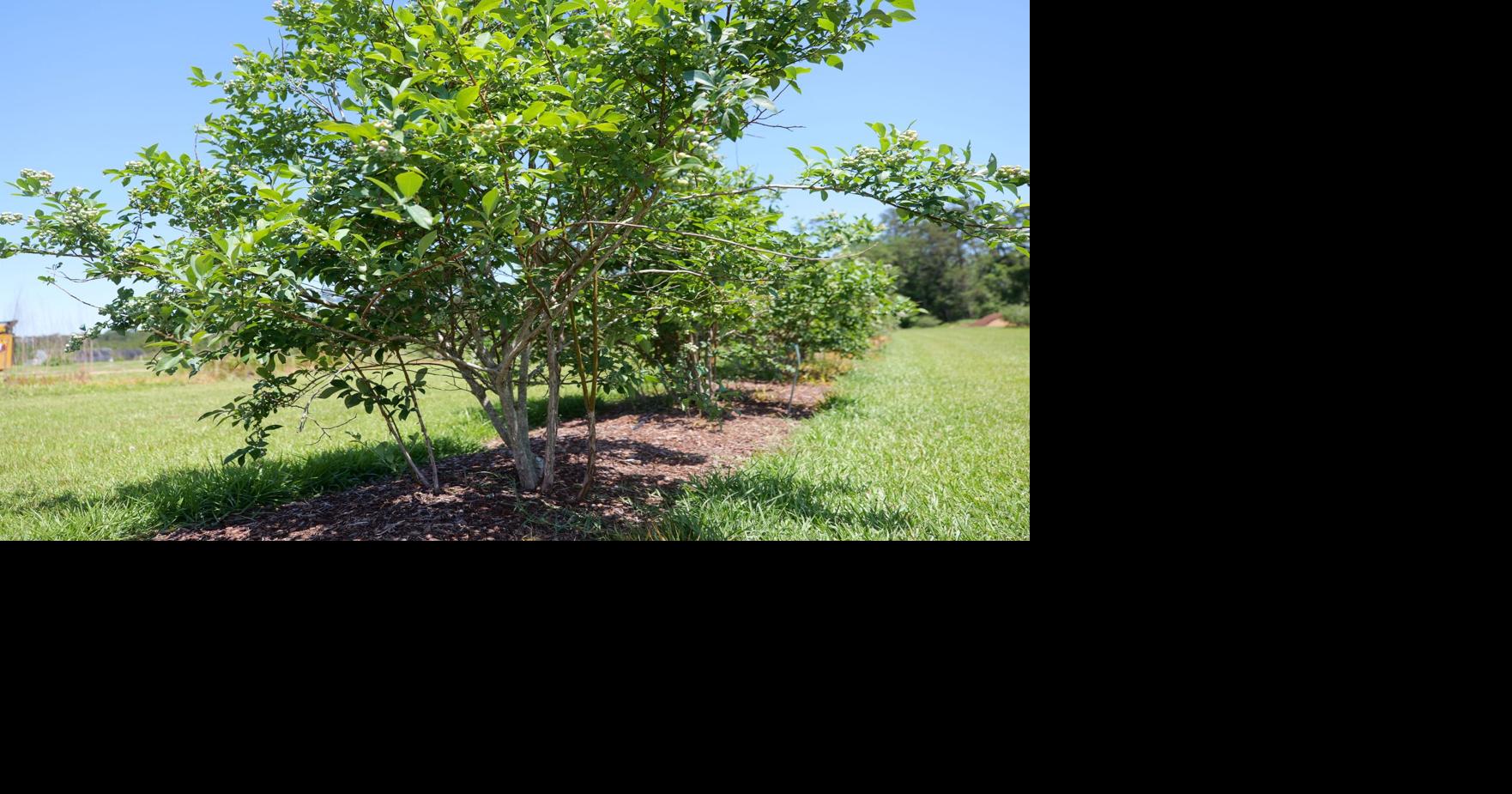 Now’s a good time to plant blueberries in Louisiana. Follow these steps for success.