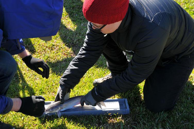 BREC Geaux Fish Catfish Rodeo attracts Mardi Gras crowd | Zachary ...