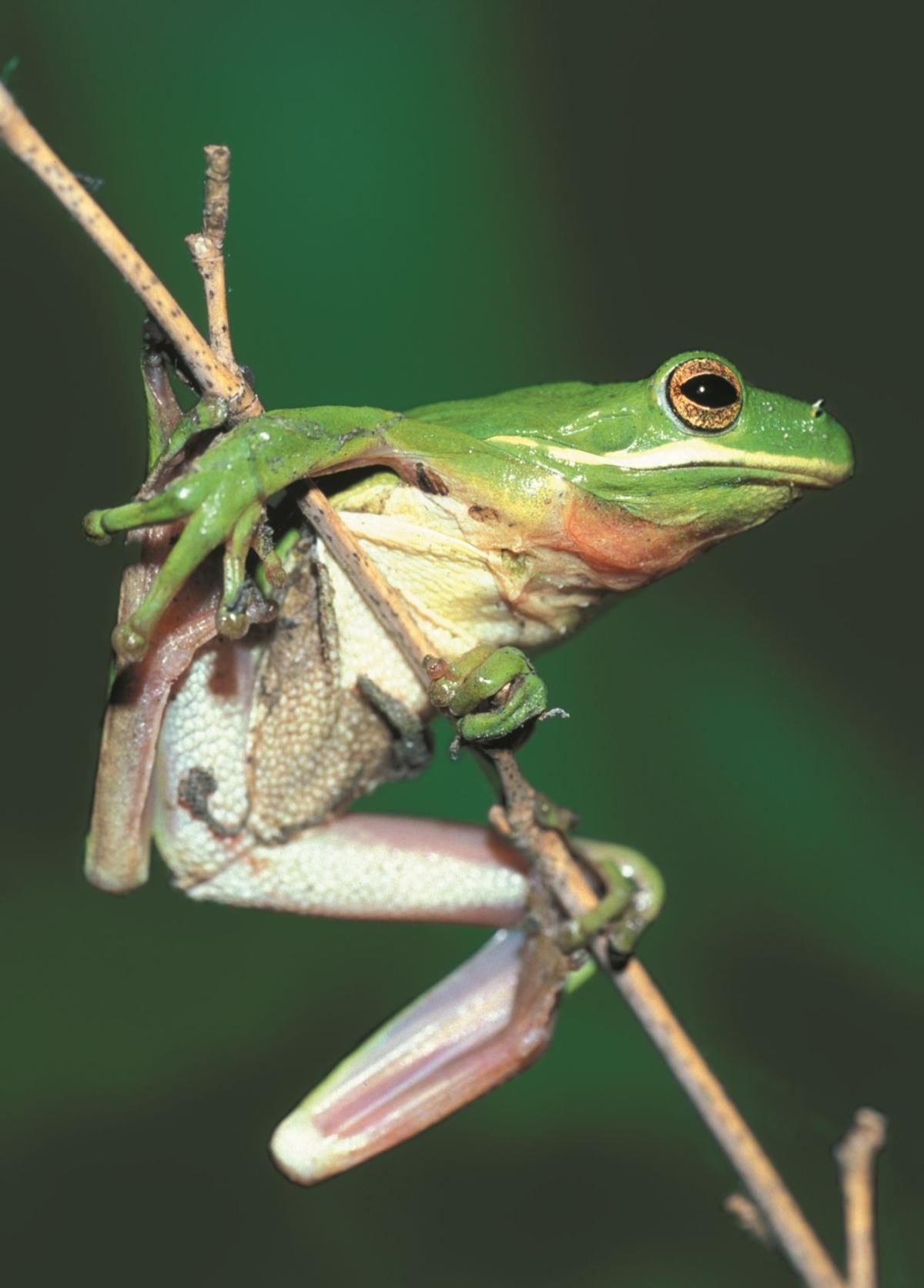 Louisiana nature lovers help researchers study frog population