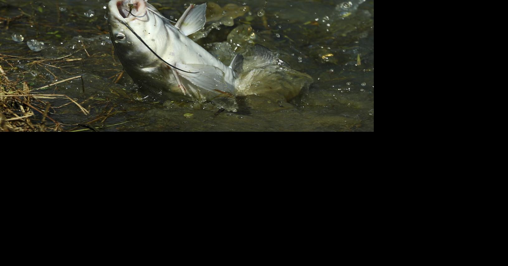 Shocking catfish leads to citations for Louisiana anglers Environment