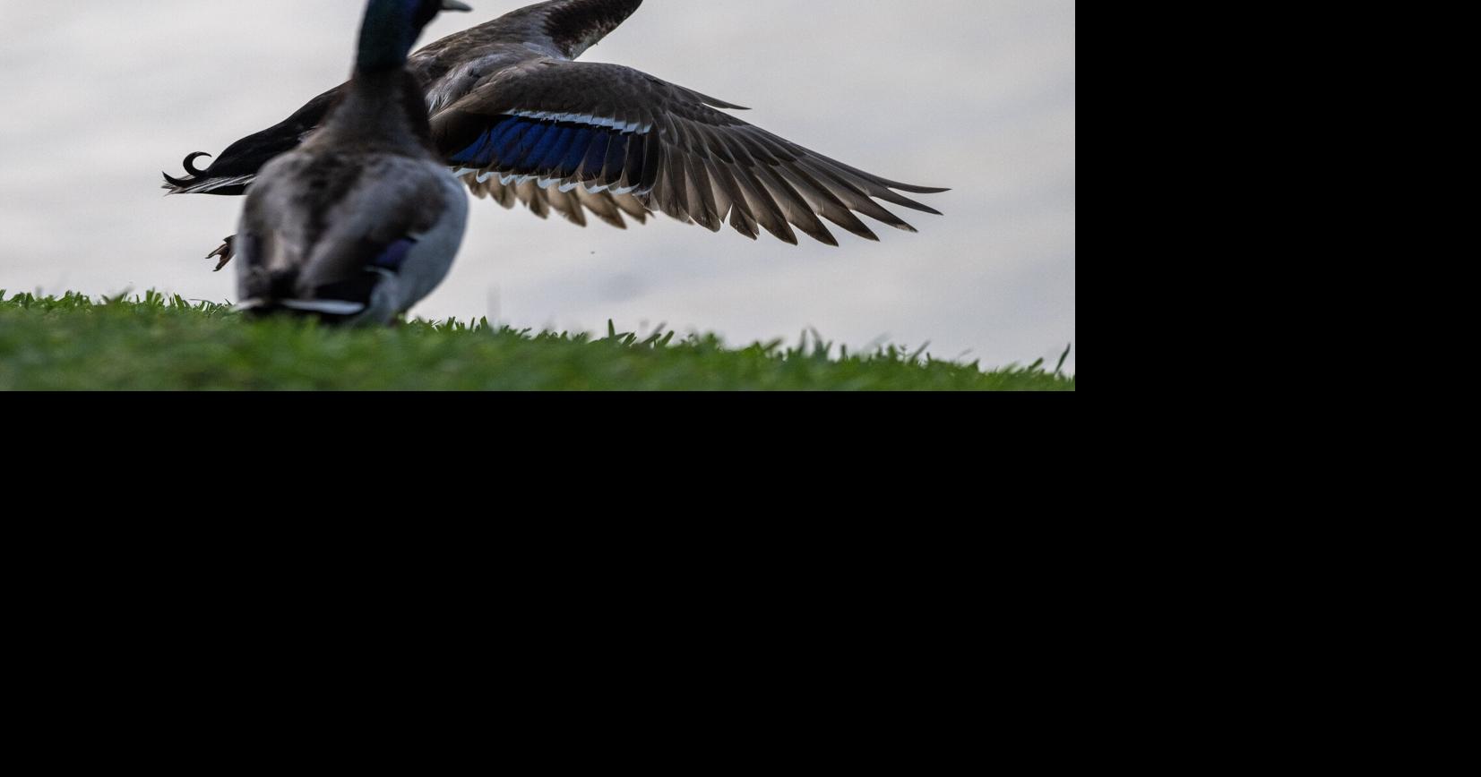 LWFC to take up reduction in hen mallards, pintails take