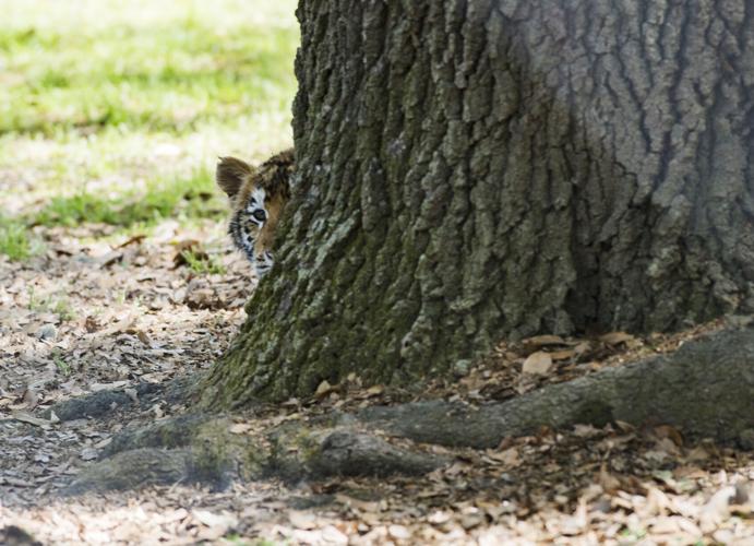 Have you met Michael and Mitchell, Zoosiana's new tiger cubs?, Entertainment/Life