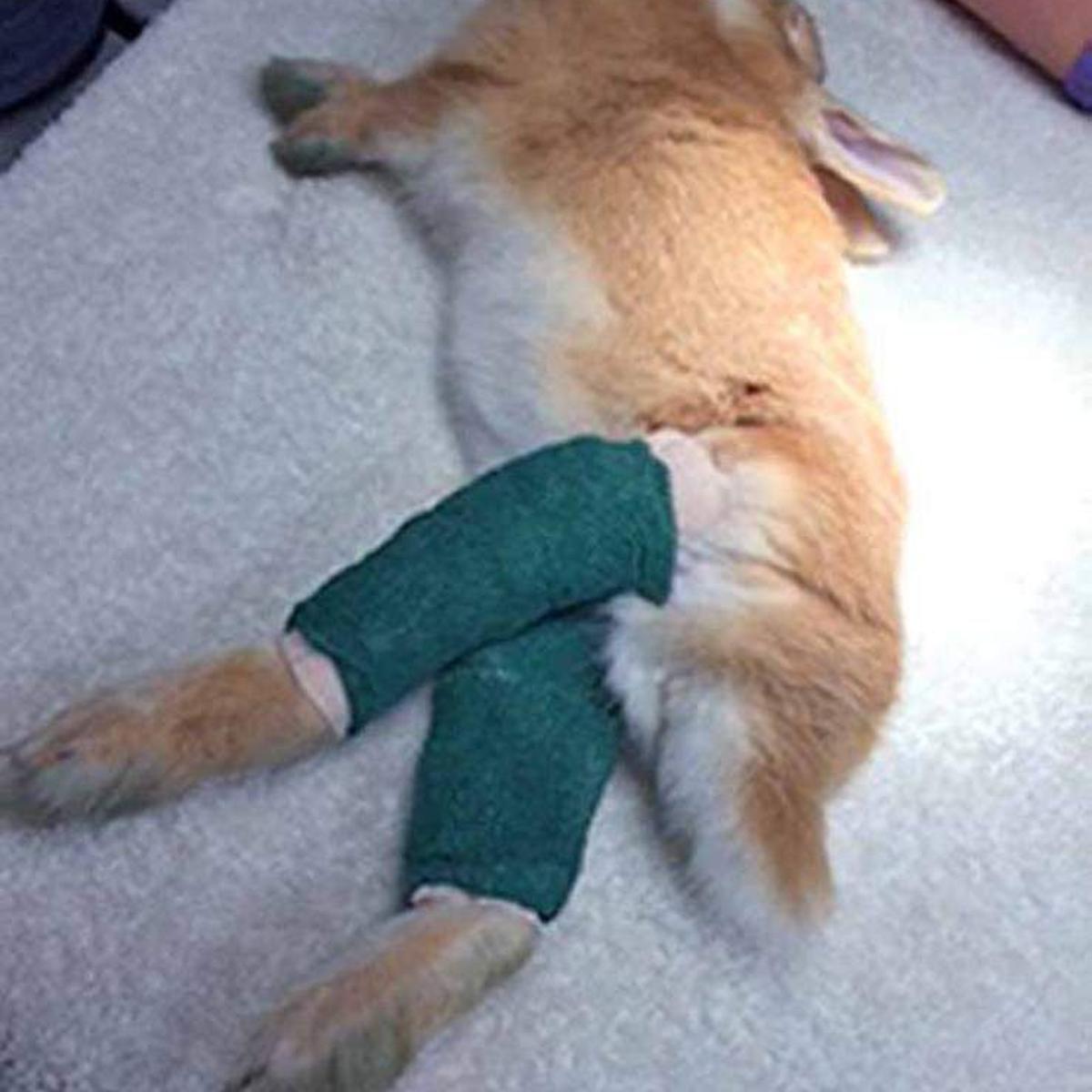 Metairie clinic takes in abandoned, injured rabbits | East Jefferson | Metairie clinic takes in abandoned, injured rabbits | East Jefferson |