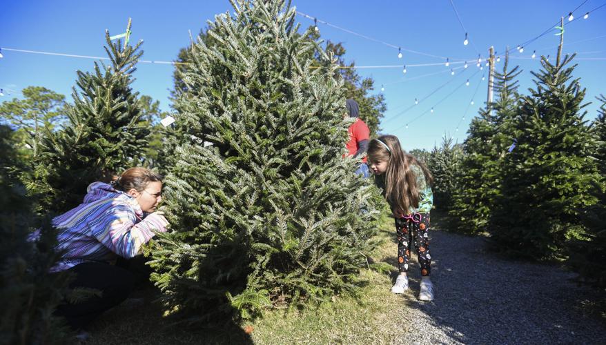 North Carolina Christmas trees hit Lafayette, Louisiana | News ...
