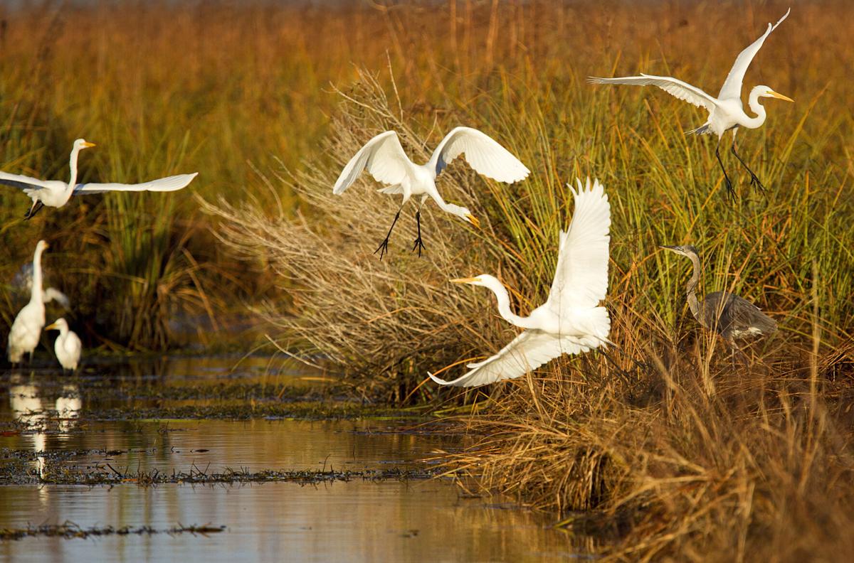 herons, egrets.jpg (copy)