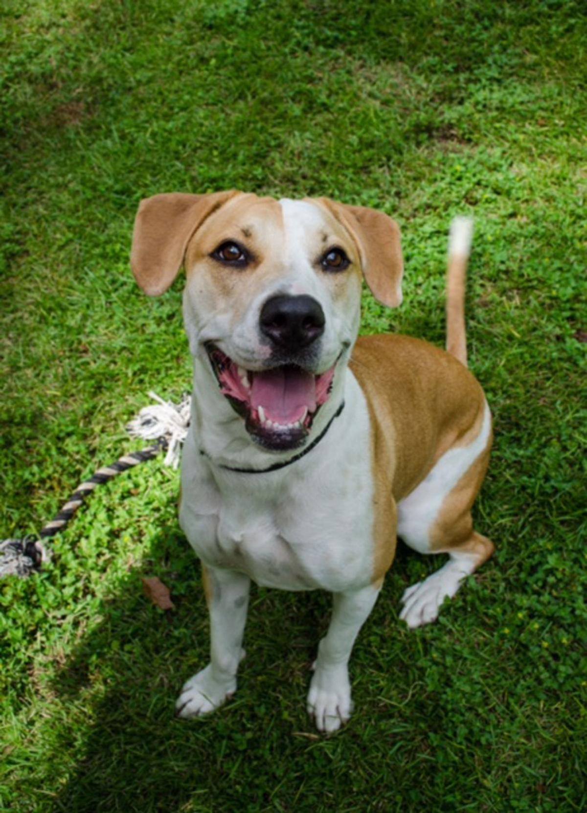 Dogs Available Through Friends Of The Animals Baton Rouge On