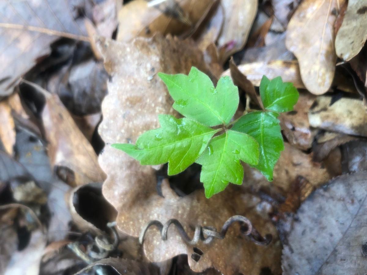 Believe It Or Not Poison Ivy Does Have A Purpose Besides Making You Itch Home Garden Theadvocate Com