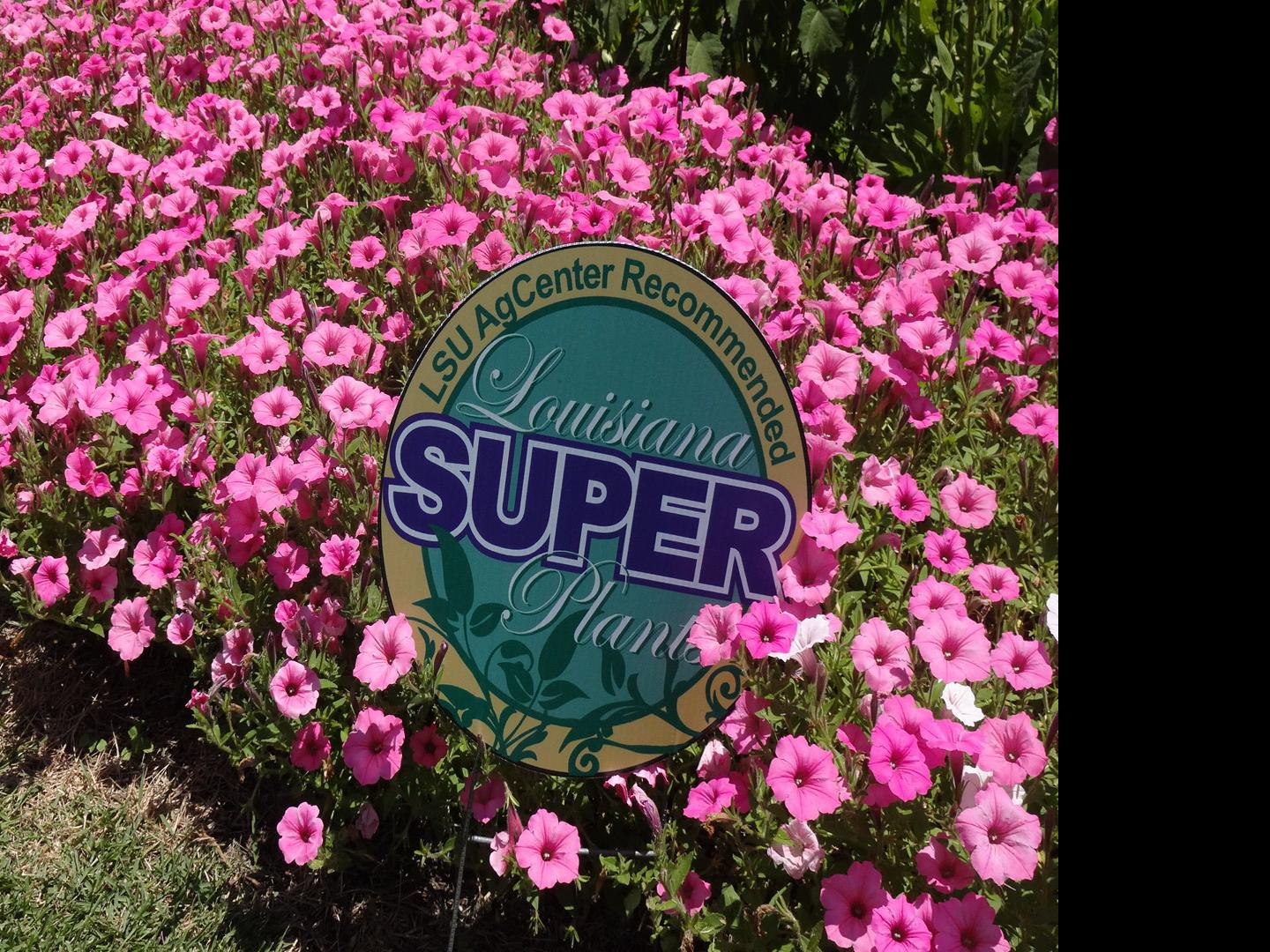 Wallpaper Garden News Cute Name Supertunia Vista Bubblegum Petunia Free HD
